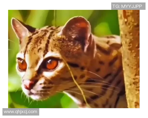 足球明星与他们心爱的狗狗们的温馨生活与趣事分享 足球明星与他们心爱的狗狗们的温馨生活与趣事分享